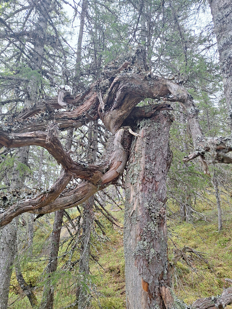 Helskrudd og forvrengt. Naturens kunstverk