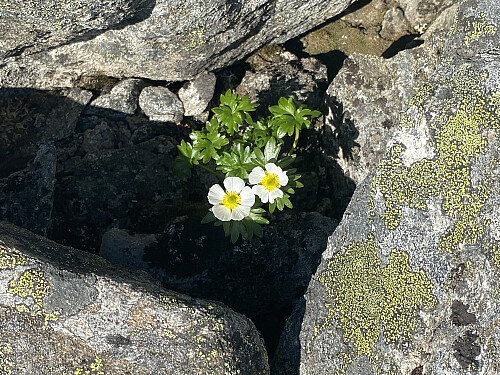 Bilde #15: Issoleie - Ranuculus glacialis.