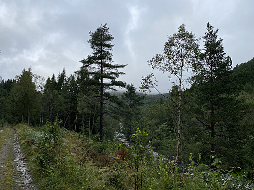 Bilde #1: Fra Nord-Heggdal kapell fulgte jeg skogsveien innover dalen en knapp km. Veien følge elva innover dalen.