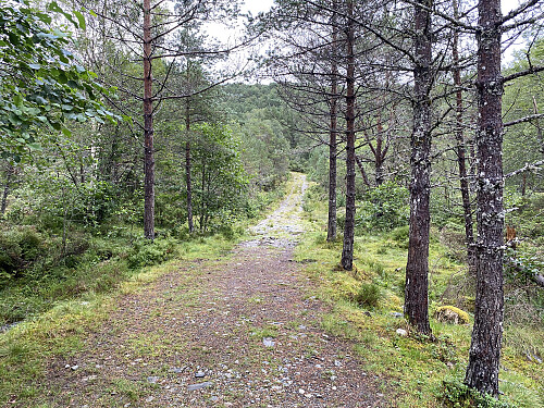 Bilde #4: Skogsveien som går over til høyre side av Nord-Heggdalen. Langt der fremme tar veien til venstre, og fortsetter oppi fjellsida i retning Heggdalsvatnet.
