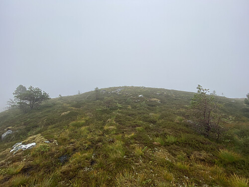 Bilde #6: Jeg nærmer meg toppen på Fremste Tåhaugen [381 m.o.h.]
