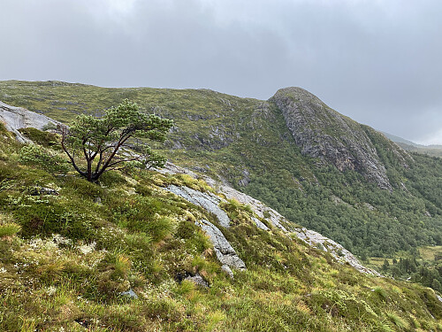 Bilde #18: På vei ned fra Vassknausen V2 [505 m.o.h.] i retning Heggdalsvatnet. Fjellknausen i høyre billedhalvdel er Vassfjellet [507 m.o.h.].