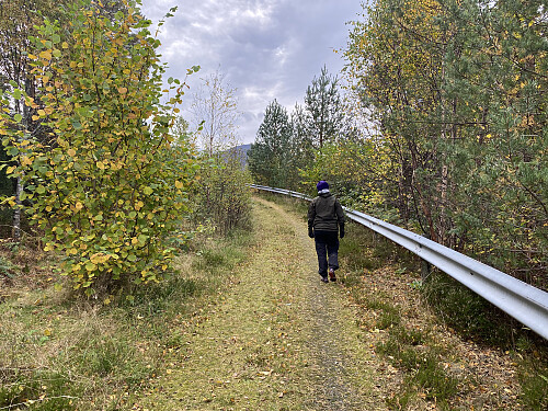 Bilde #1: Når man bestiger Liafjellet fra Tøssesvingane, går det første lille stykket av traséen langs en grusvei/skogsvei,...