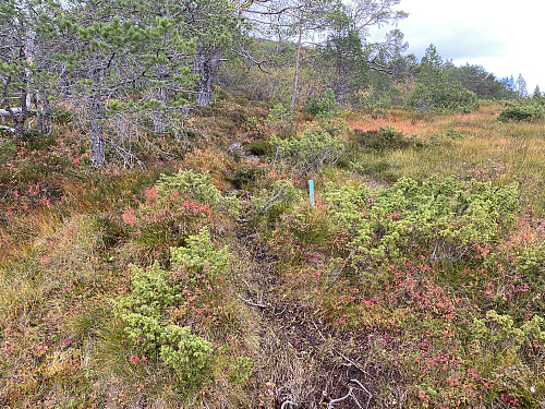 Bilde #5: Stien videre fra Kleivane var blåmerket.