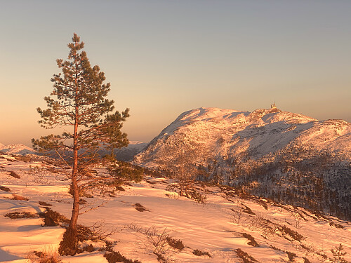 Bilde #7: Utsikt bort på Tusten [705 m.o.h.].