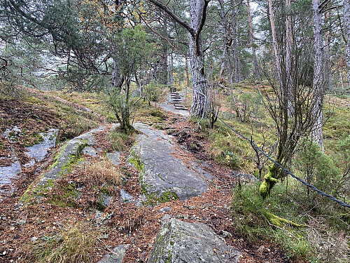 Bilde #4: ...deretter fortsatte det som en god sti oppover i skogen.