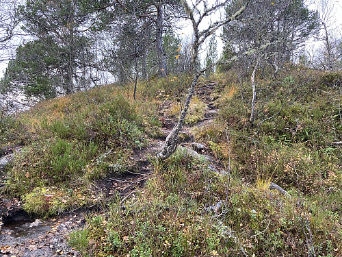 Bilde #3: Det var litt myrlendt i skogen helt i starten, men deretter var stien tørr og fin, og enkel å følge.