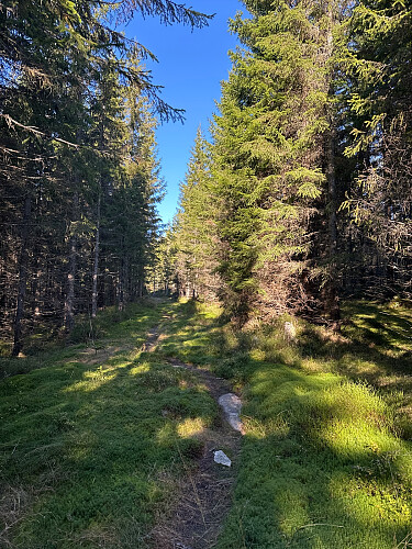 Fin sti over Fuglemyrhøgda