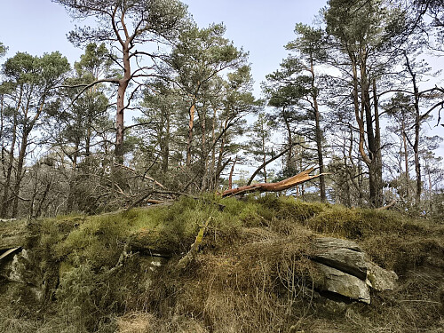 Toppen av Øyåsen, 363 moh.