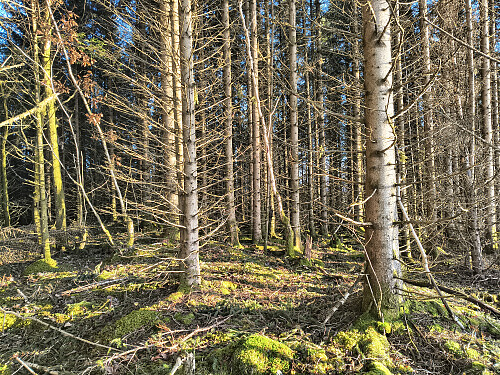 Toppen av Hovdeåsen, 127 moh.