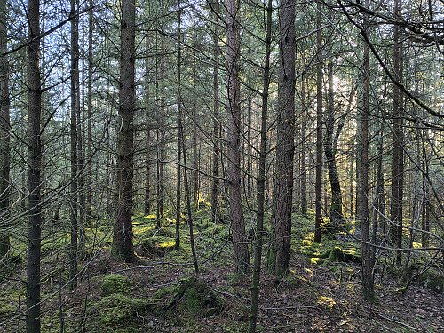 Toppen av Tømmeråsen, 110 moh.