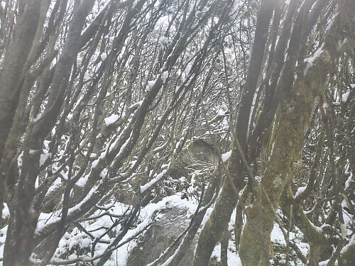 Plagsam mengde brake ved fjellskrentane.