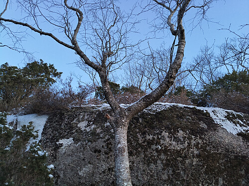 Her haldt eg meg fast i treet og brukte det som ein snarveg ned ein bratte skrent.