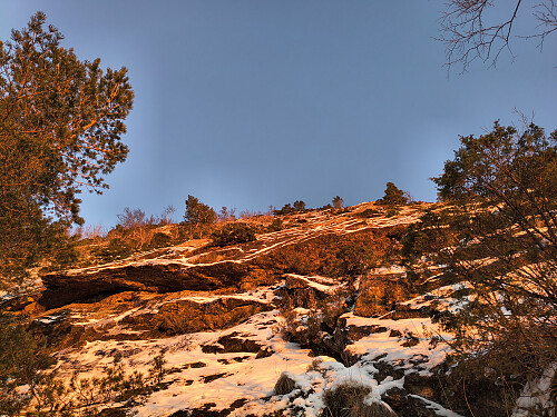 Utruleg bratt ved denne fjellveggen. Men hyller på kryss og tvers gjer det trygt å ta seg fram.