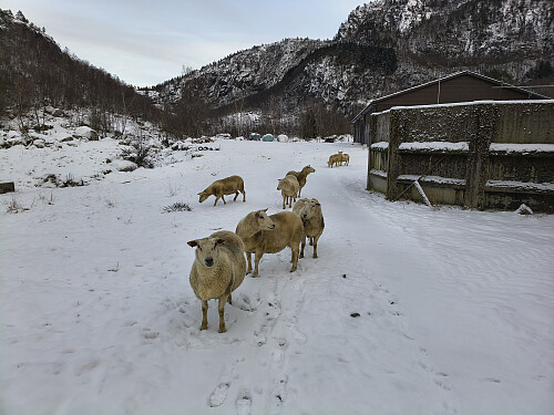 Pissegule sauer på Husstøl.