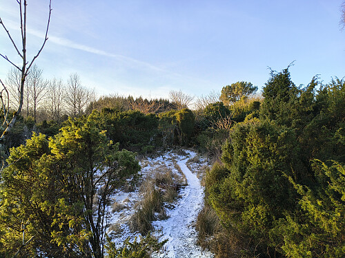 Fine sti gjennom braken.