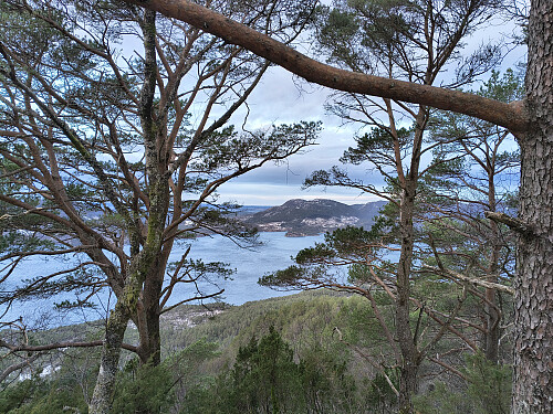 Ikkje noko strålande utsikt mot Ålfjorden frå Åsen.