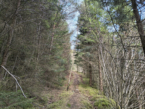 Mykje trauste skogsvegar i området.