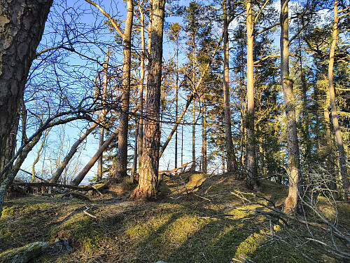 Toppen av Jomåsen, 278 moh.