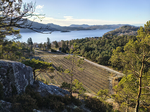 Mykje siderproduksjon i Hjelmeland.