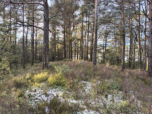 Toppen av Nesøya, 47 moh.