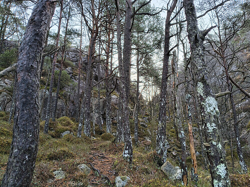 Mykje dyretråkk i heiane. Såg om lag fira til sju hjortar i skogen.