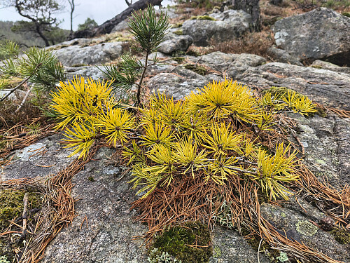 Ei lita furu med gamle nåler. Likna litt på Pinus Sylvestris Ødegård.