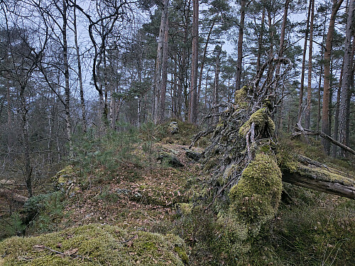 Overgrodd toppunkt på Havåsen, 189 moh.