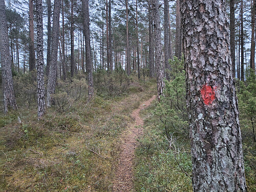 Eg fant ein sti men det var ikkje til gagn lenge.