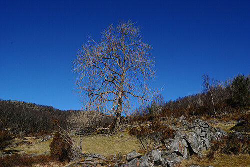 Børkjestølen her gjenstår bare dei nedbrotne murane.