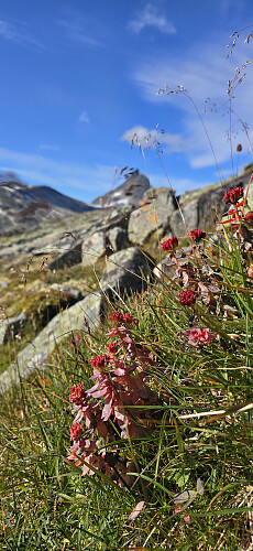 Det obligatoriske blomsterbildet. Mjølkedalstind i bakgrunnen