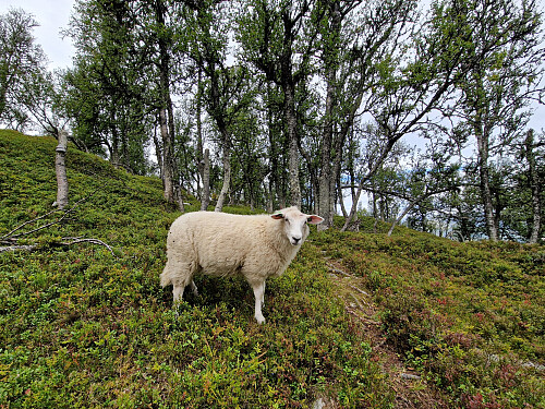 God sti til Tausasva, og mange sosiale sauer i skogen.