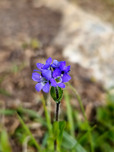 Snøveronika