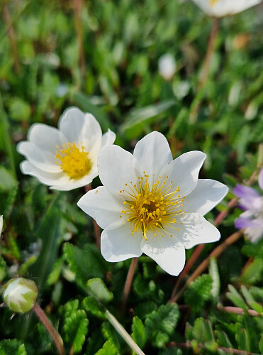 Reinrose
