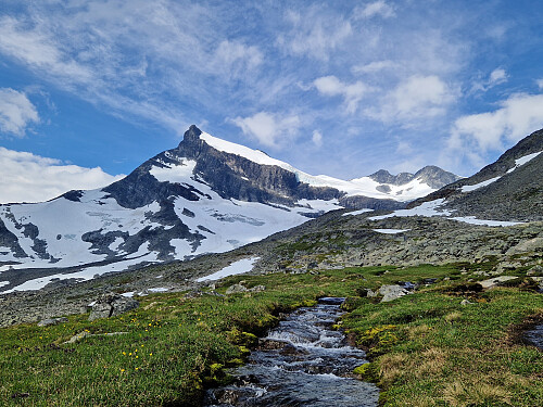 Storebjørn
