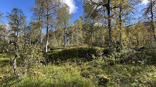 Tuften sett fra stien