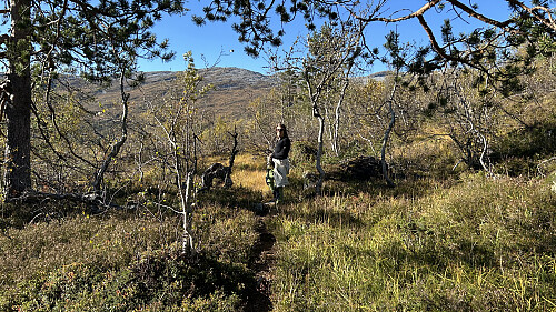 Utsikt vestover mot Rjoandeggi