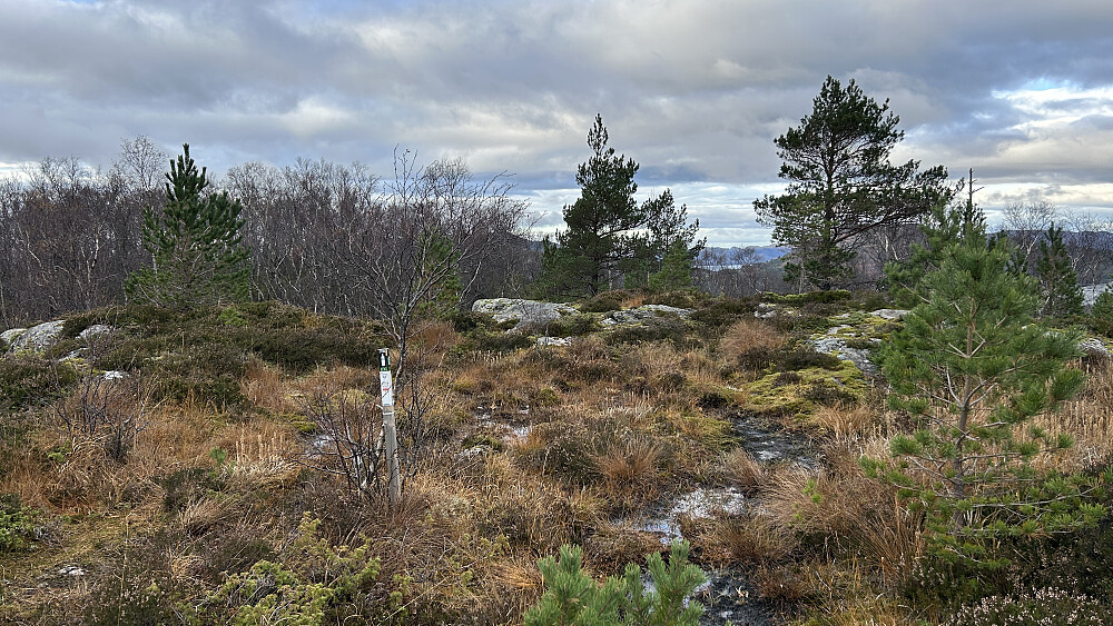 Toppområdet på Beitelen litt øst for stien