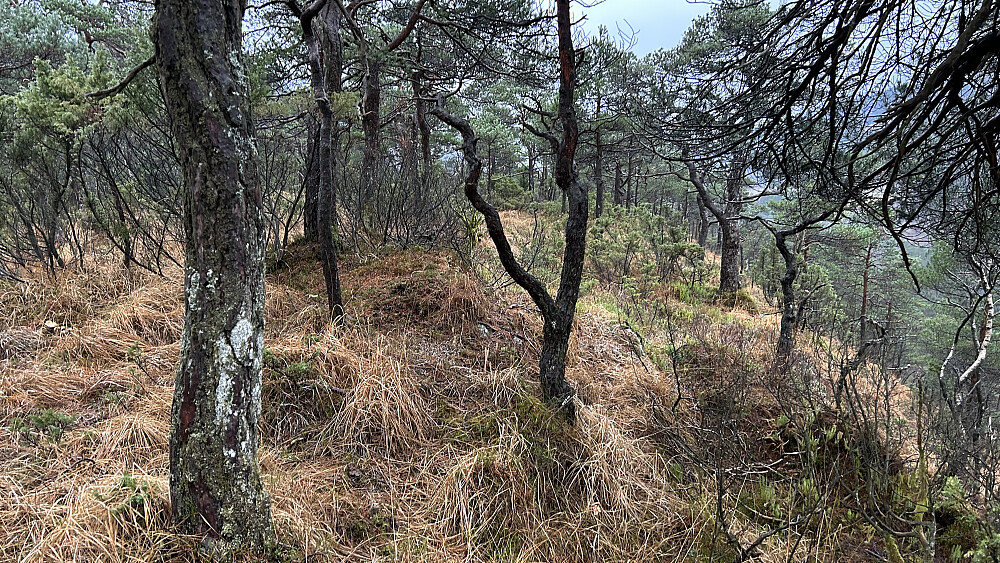 Topp-området på Skora - bratt ned mot Fjelltveitvatnet i NV