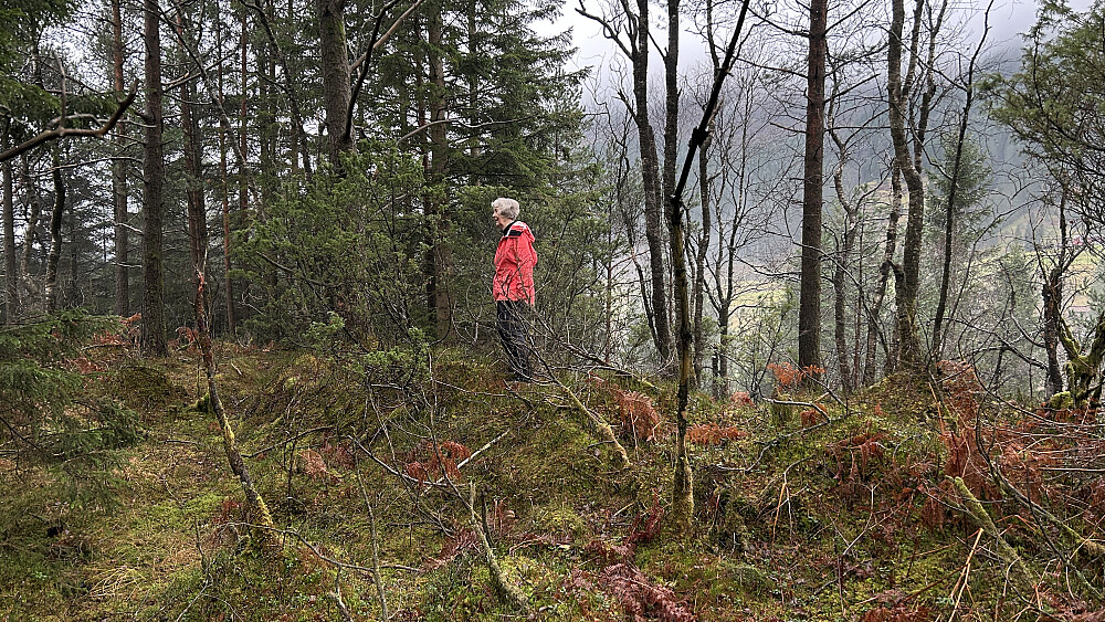 Astrid på høyeste punkt på Rustene - en skogstopp uten utsikt av betydning.