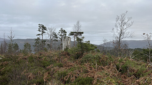 En gammel furustamme markerer høyeste punkt på Hovåsen 187 moh
