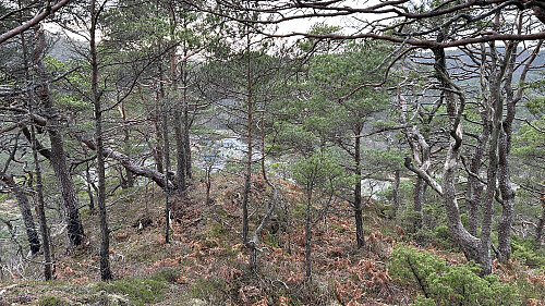 Utsikt vestover ned mot skytefeltet