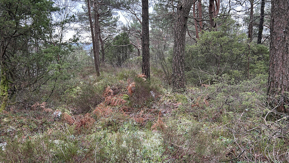 Toppområdet på Botnahaugen. Ingen markering av toppen. Ingen utsikt. Fant antydet sti bratt ned igjen på NV-siden av toppen.