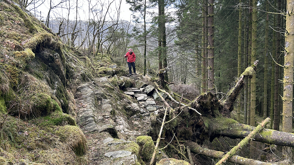 Sti og gammel ferdselsvei skadet av rotvelte.