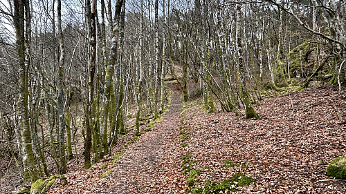 Flott sti gjennom løvtreskog