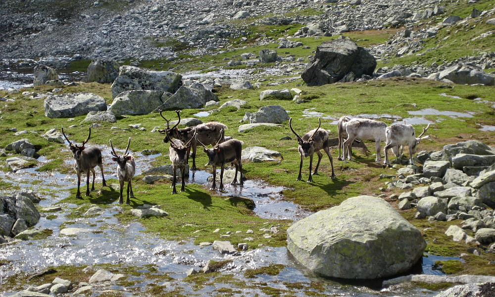 Flotte tamrein nede i Simledalen!