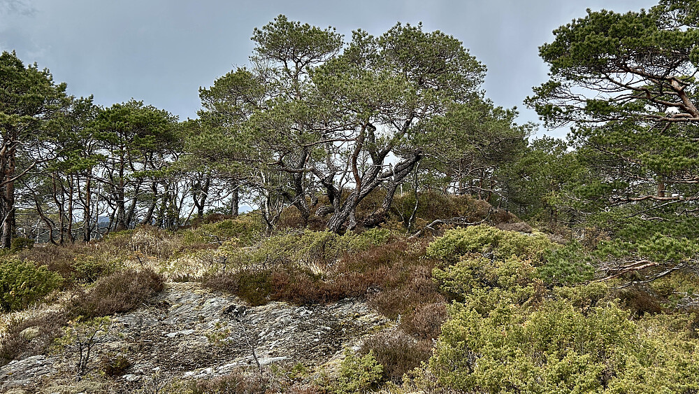 Vardahaugane fra sørøst