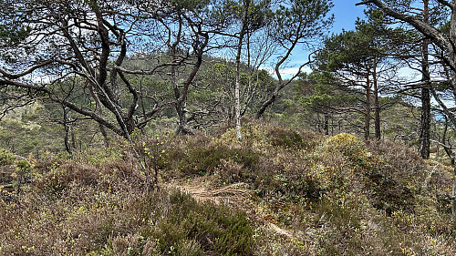 Vardahaugane toppen sett fra nord