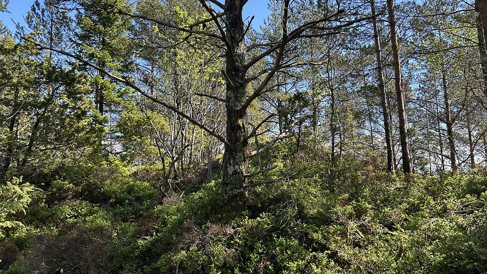 Høyeste punkt på Langøyna. Ingen utsikt.