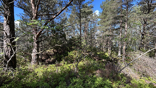 Toppområdet på Rishavnholm. Ingen utsikt